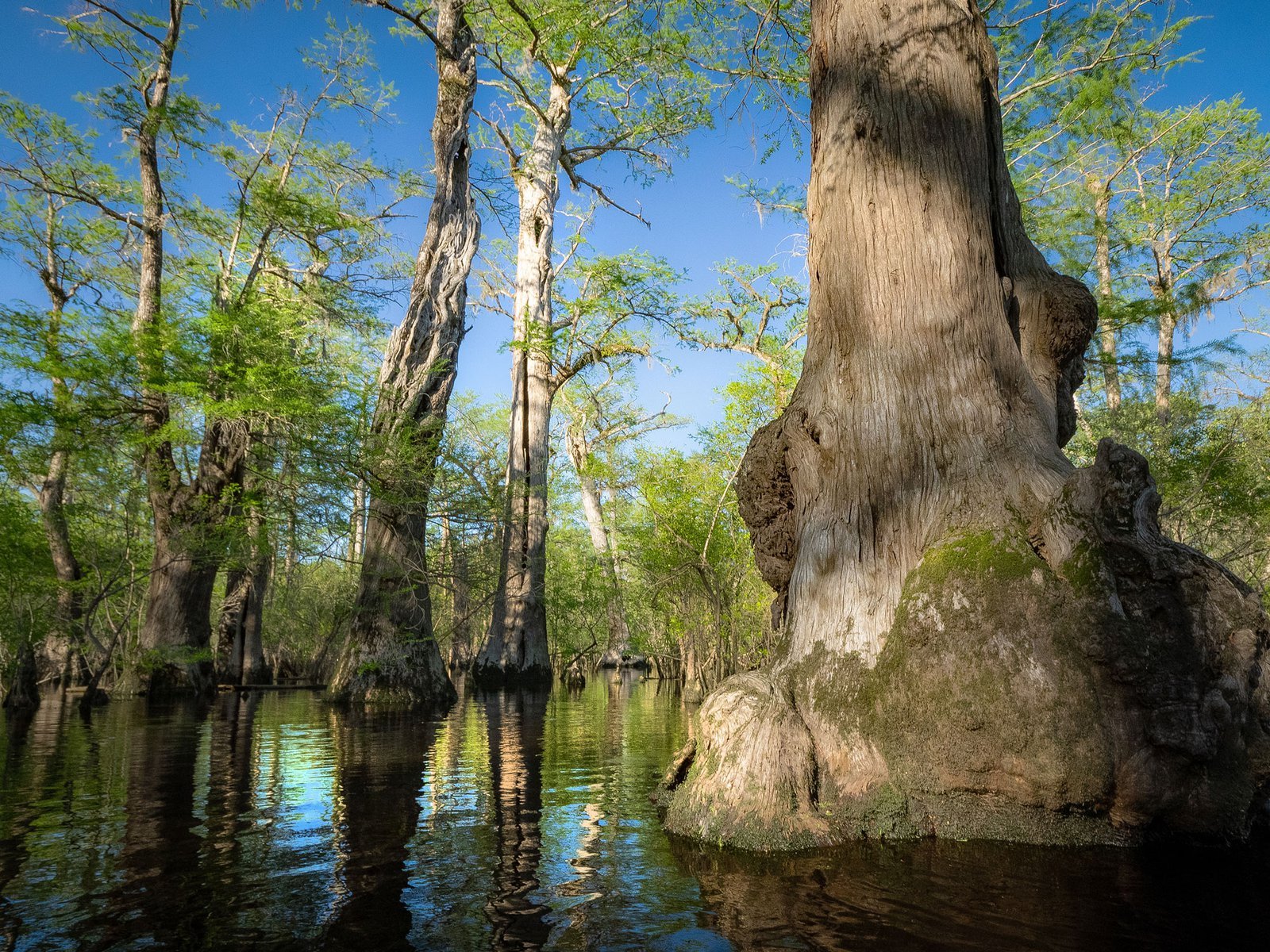 a photo of cypress tress along the river