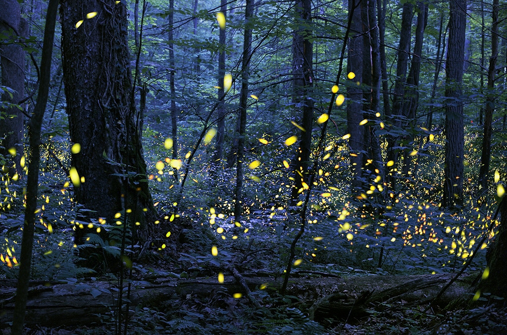 an image of fireflies in the forest