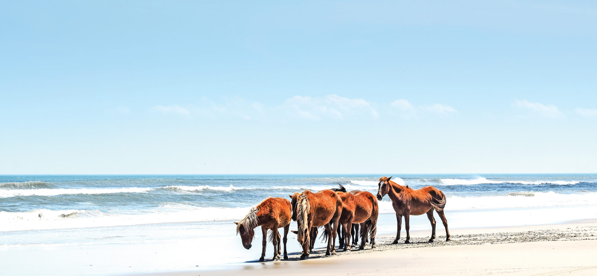 a group of horses on the beach